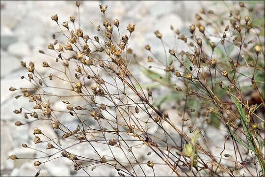 Image de Gypsophile rampante