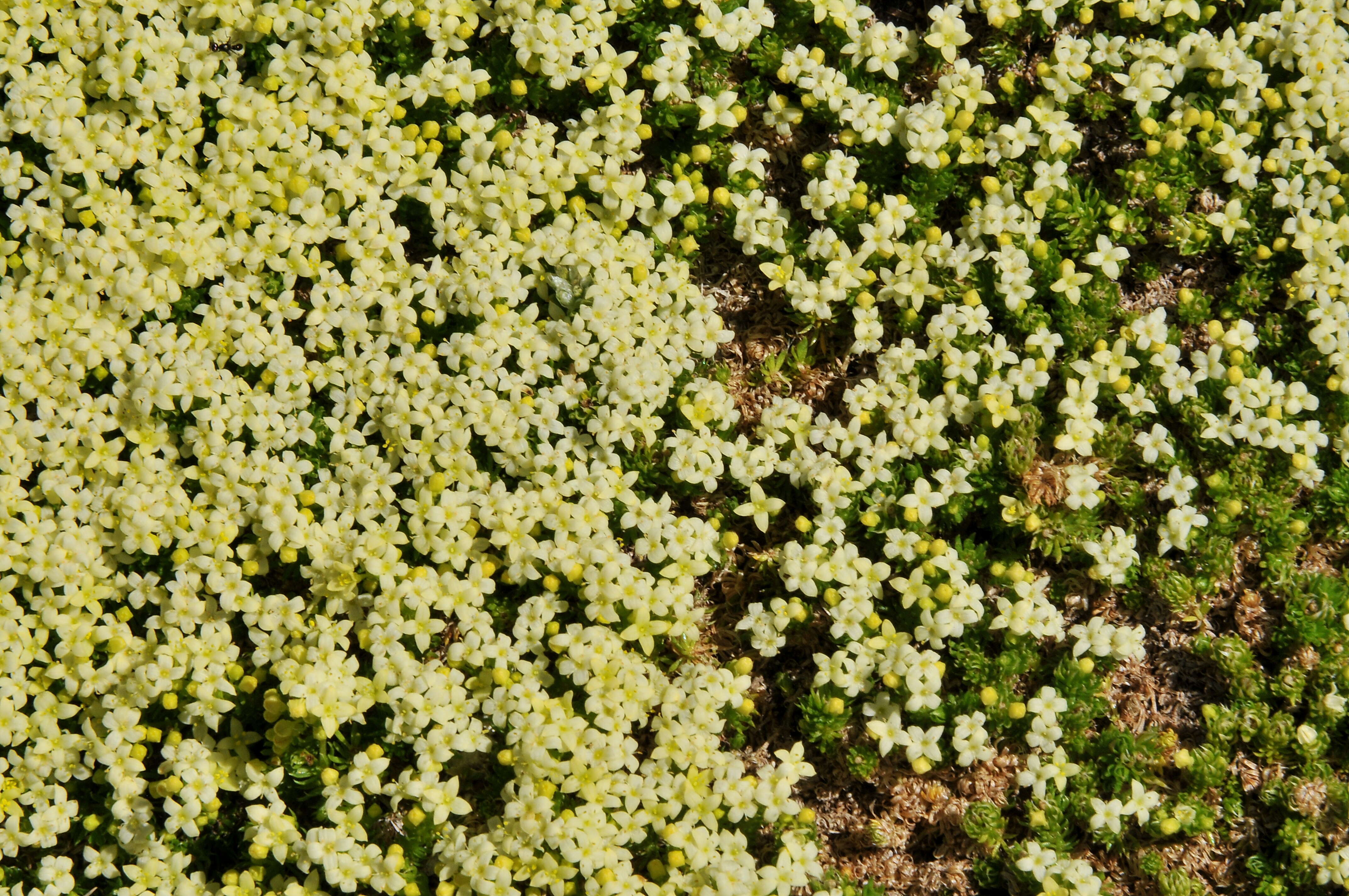 Image of Galium cespitosum Lam.