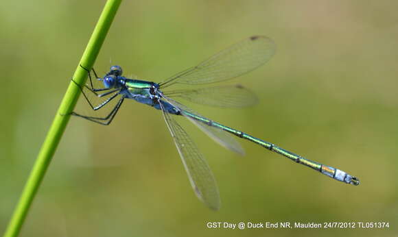 Image of Common Emerald Damselfly