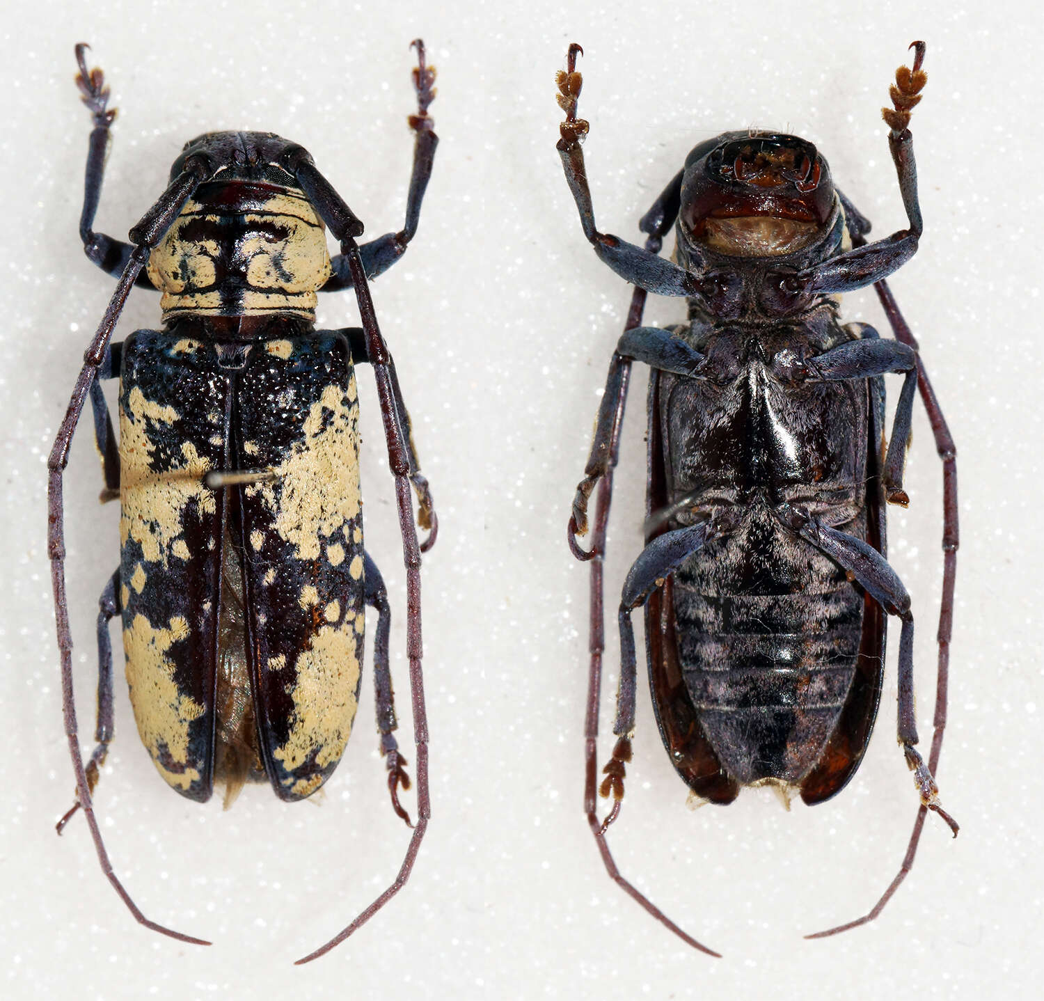 Image of Prosopocera (Dalterus) marshalli (Aurivillius 1907)