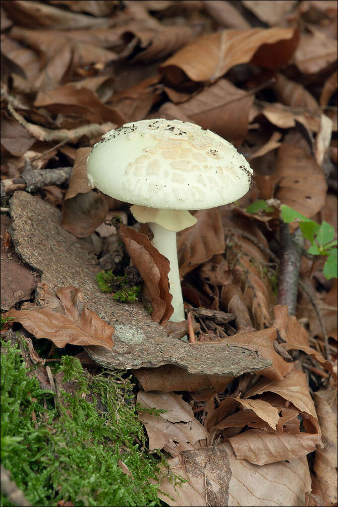 Image of False deathcap