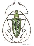 Image of white longhorn beetles