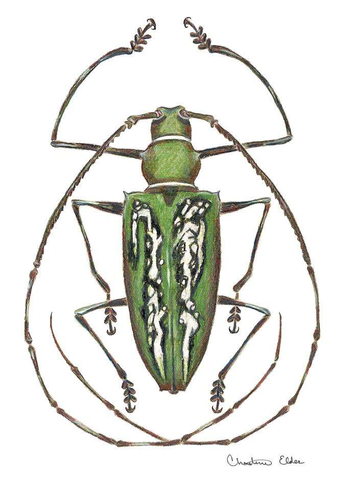 Image of white longhorn beetles