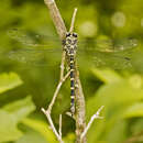 Image of Tiger Spiketail