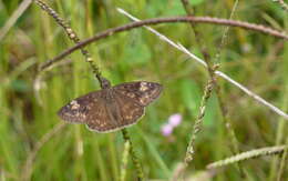 Image of Skipper