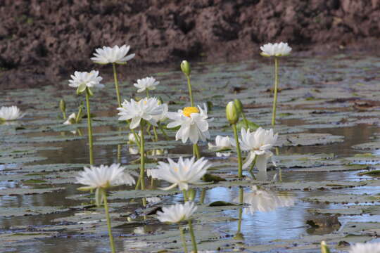 Image of Nymphaea carpentariae S. W. L. Jacobs & Hellq.