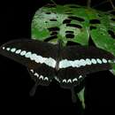 Image de Papilio demolion Cramer (1776)