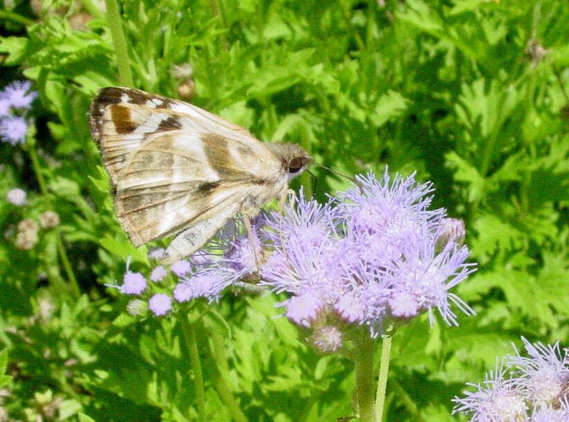 Image of White-Skippers