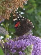 Image of Ladies and Red Admiral