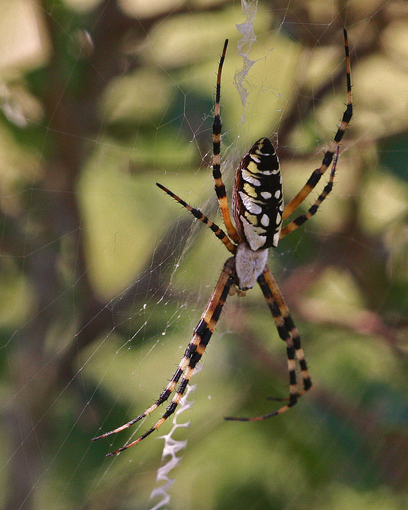 Image of Argiope