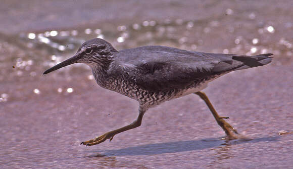 Image of Wandering (Alaskan) Tattler