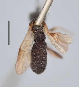 Слика од Chelonus mucronatus Thomson 1874