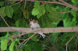 Image of Carduelis carduelis parva Tschusi 1901