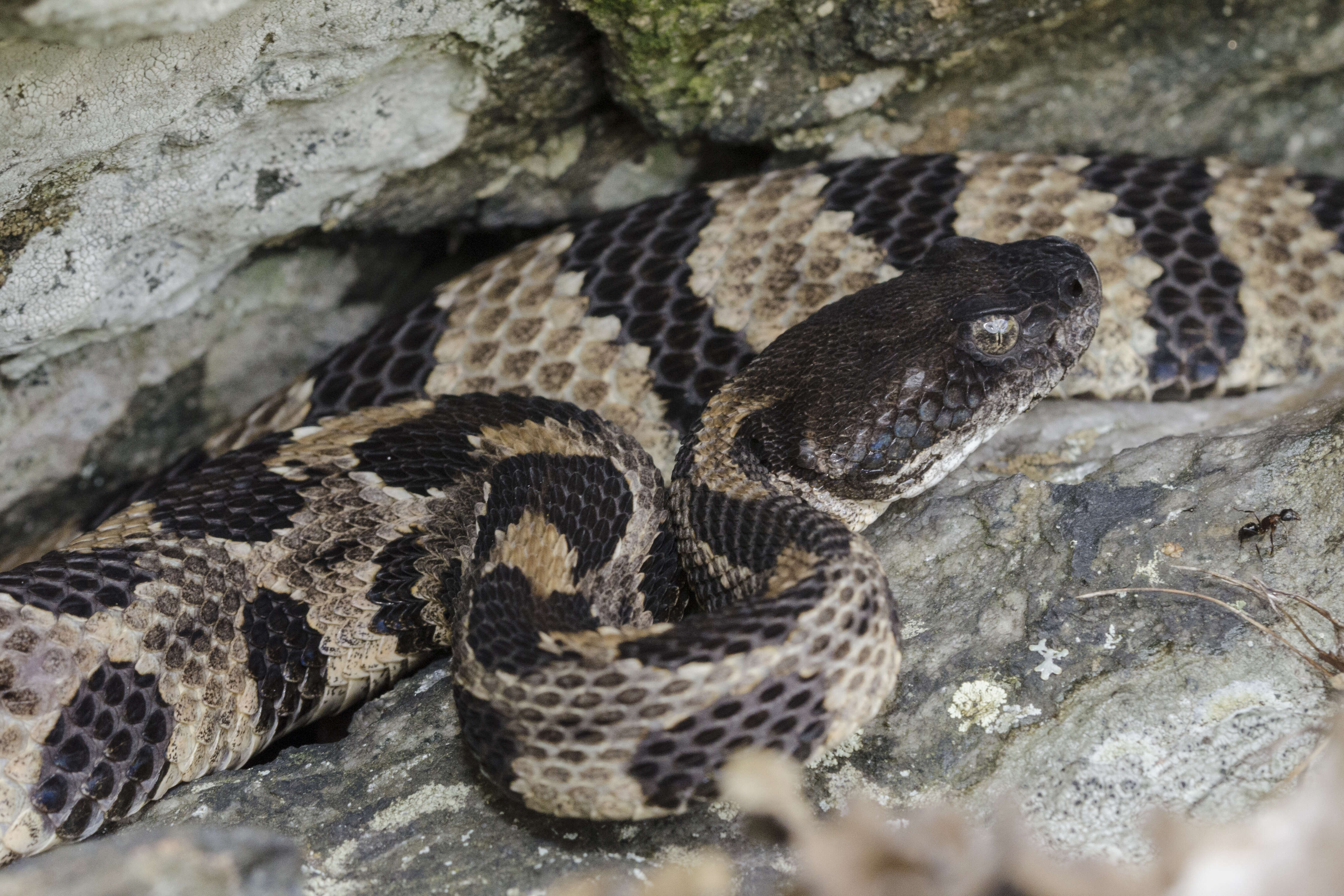 Image of Crotalus Linnaeus 1758