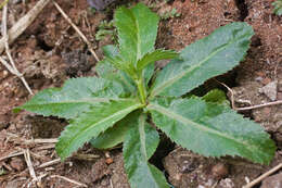 Eryngium foetidum L. resmi