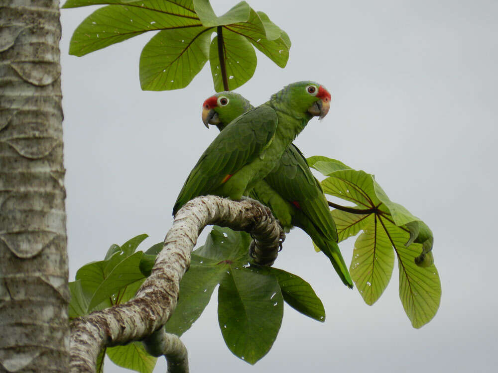 Image of Amazon parrots