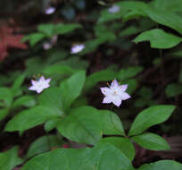 Image of Western Starflower