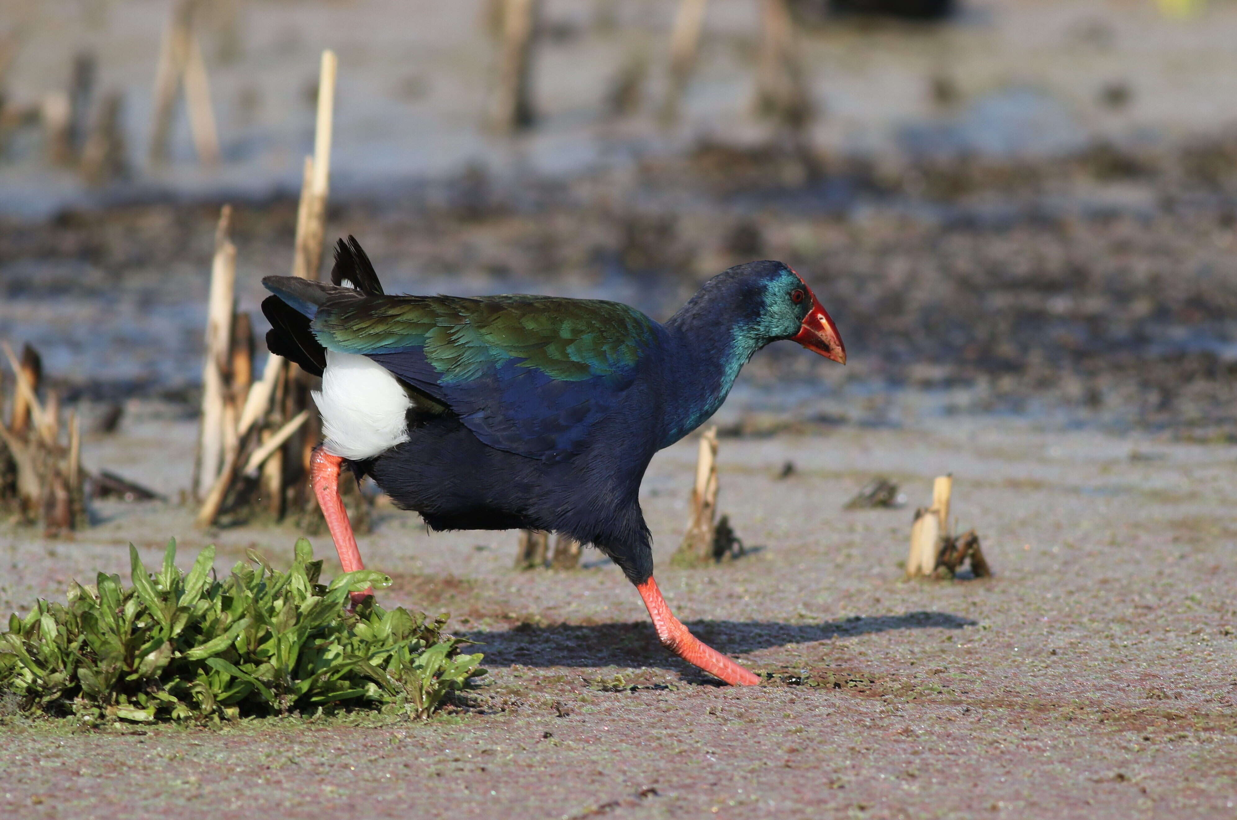 Image of Swamphen