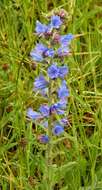 Image of viper's bugloss