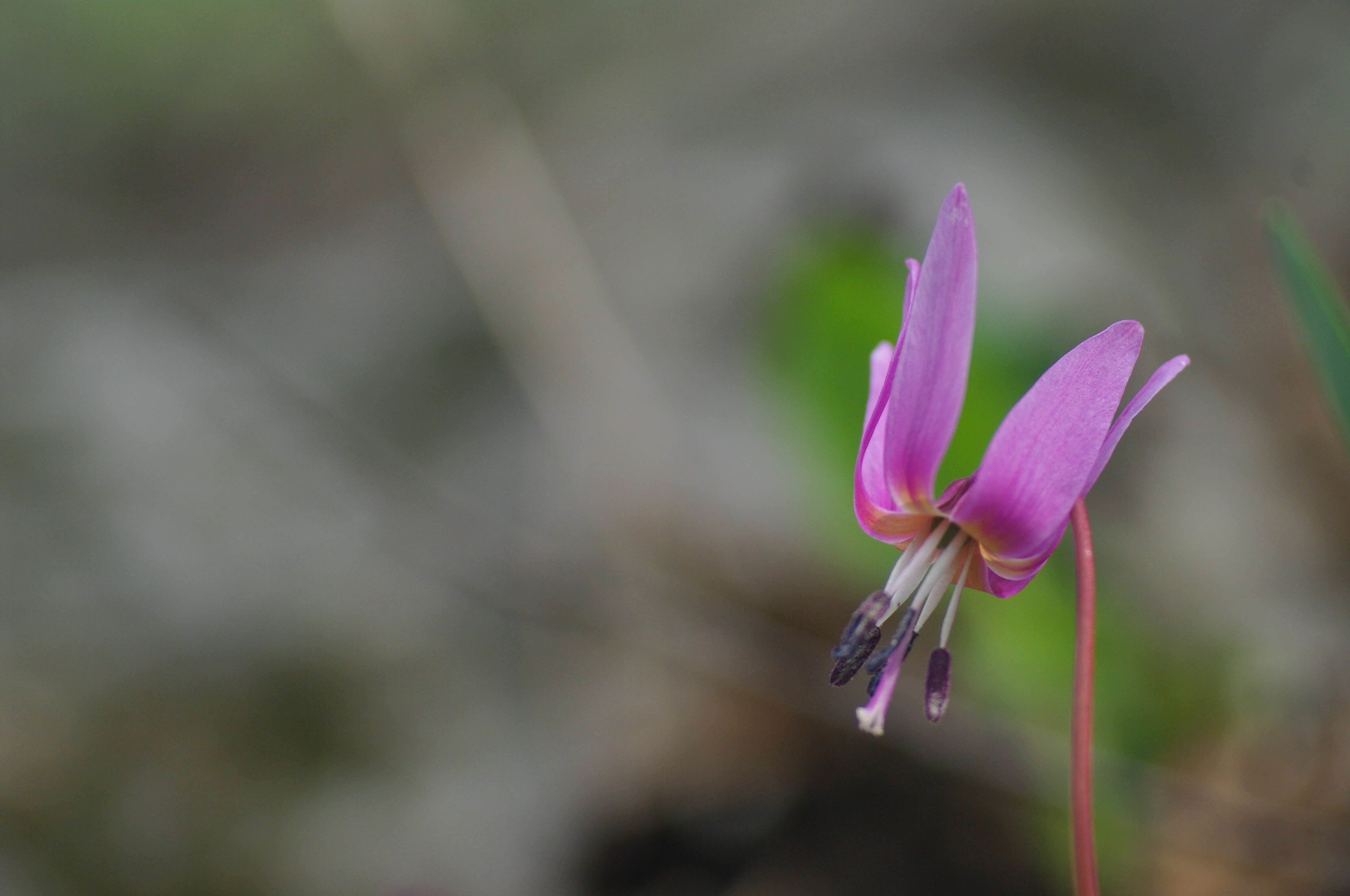 Image of Dog tooth lily