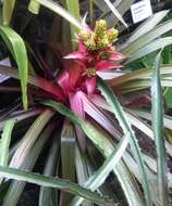 Image of tufted airplant