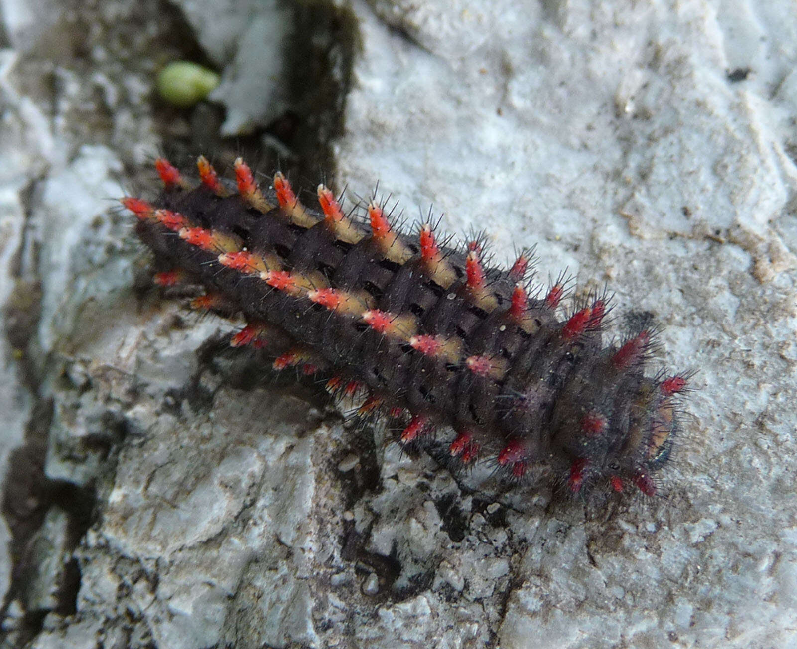 Image of Zerynthia rumina (Linnaeus 1758)