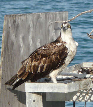 Image of ospreys