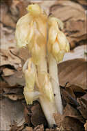 Imagem de Hypopitys monotropa subsp. hypophegea (Wallr.) N. N. Tzvelev