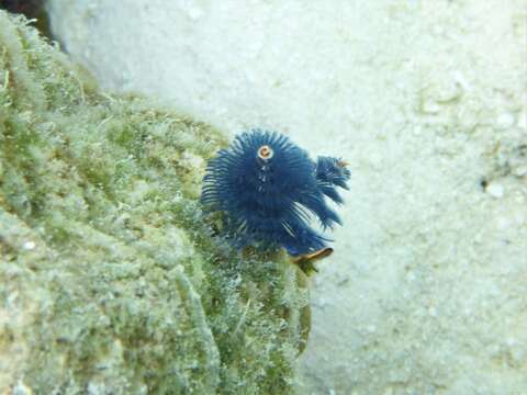 Image of Christmas tree worm