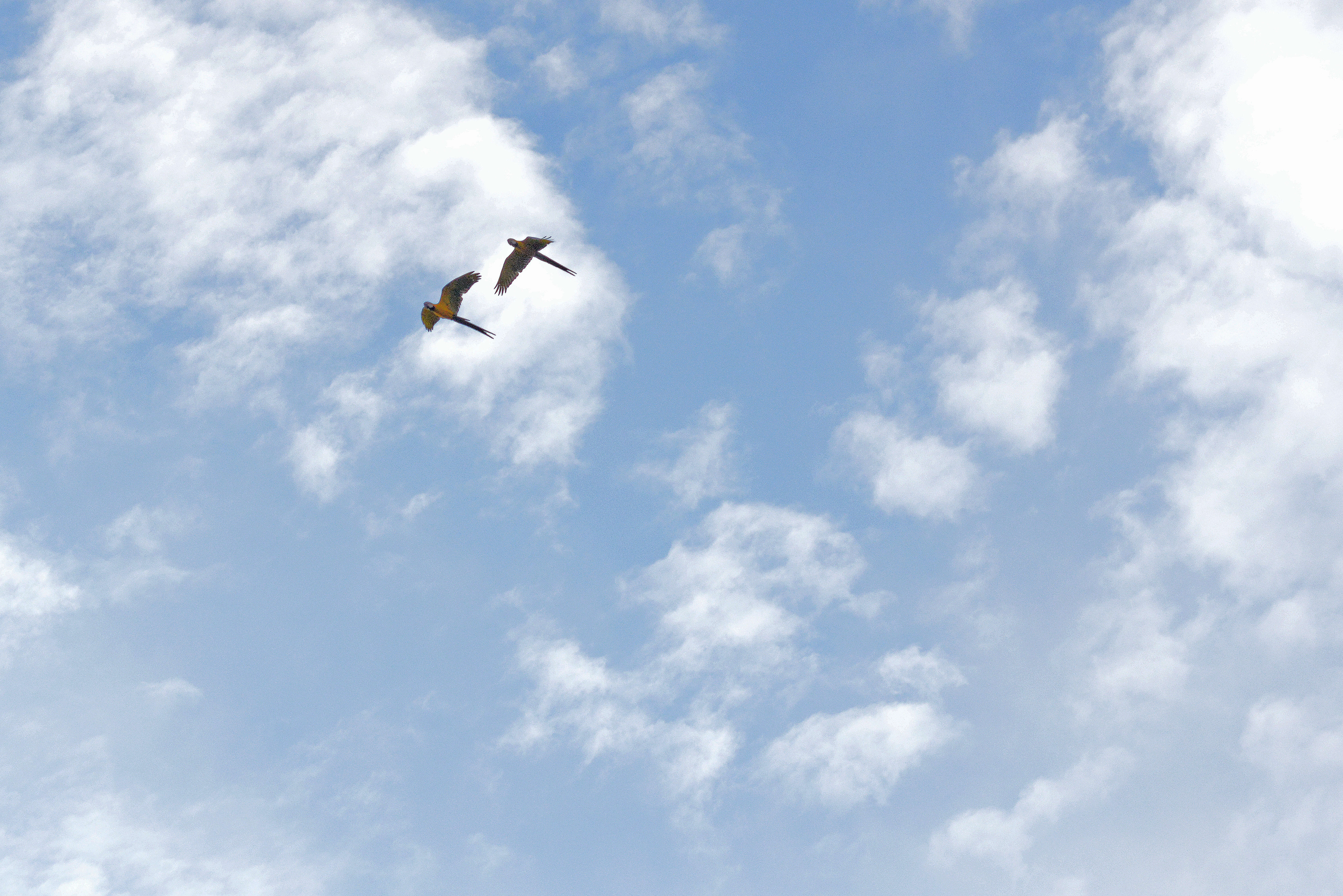 Image of macaws