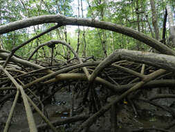 Image of mangrove