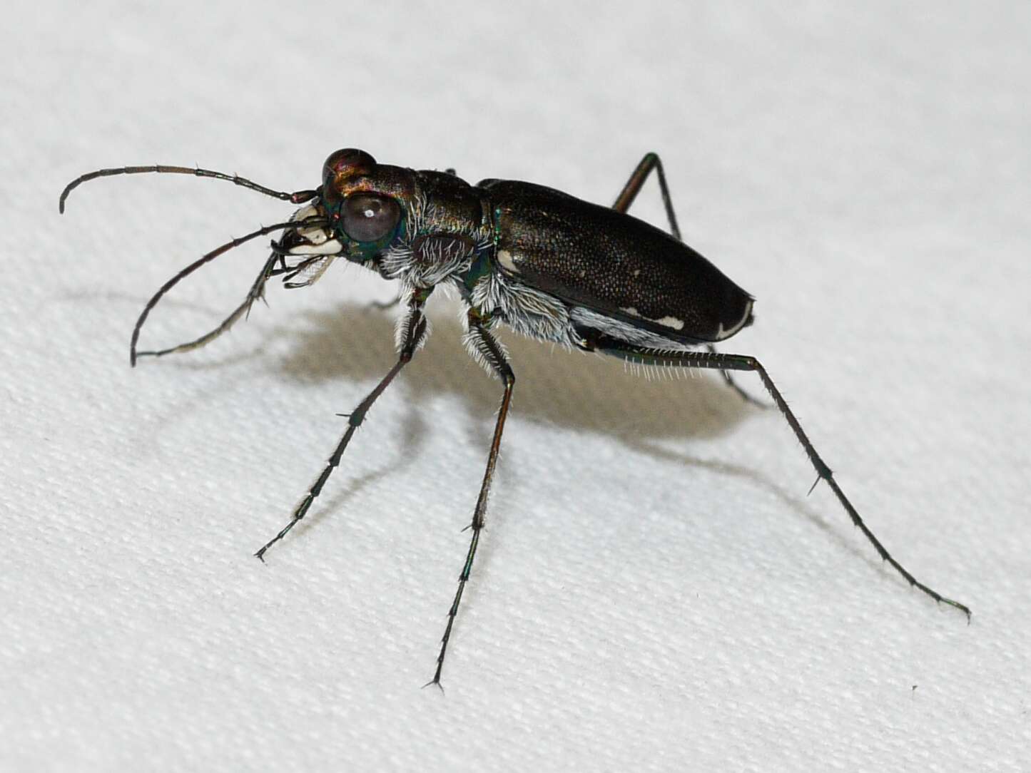 Image de Cicindela