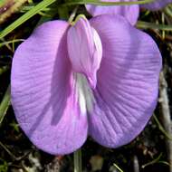 Image of butterfly pea