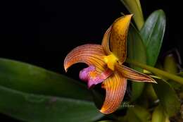 Image de Bulbophyllum claptonense (Rolfe) Rolfe