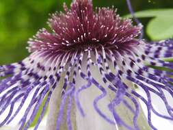 Image of Passiflora watsoniana Mast.