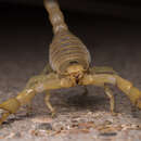 Image of Arizona Hairy Scorpion