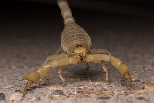 Image de Hadrurus arizonensis Ewing 1928