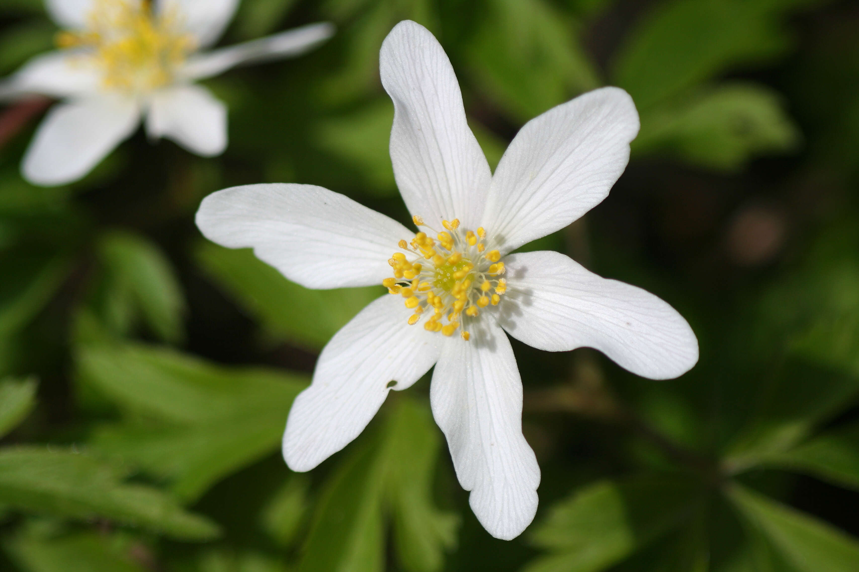 Image of anemone