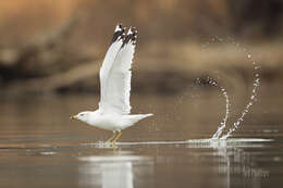 Larus Linnaeus 1758 resmi