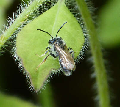 Image of Andrena chrysosceles (Kirby 1802)