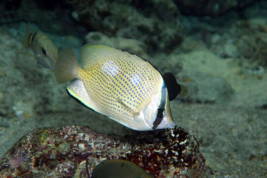 Image of Citron Butterfly