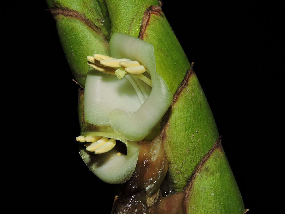 صورة Werauhia gladioliflora (H. Wendl.) J. R. Grant