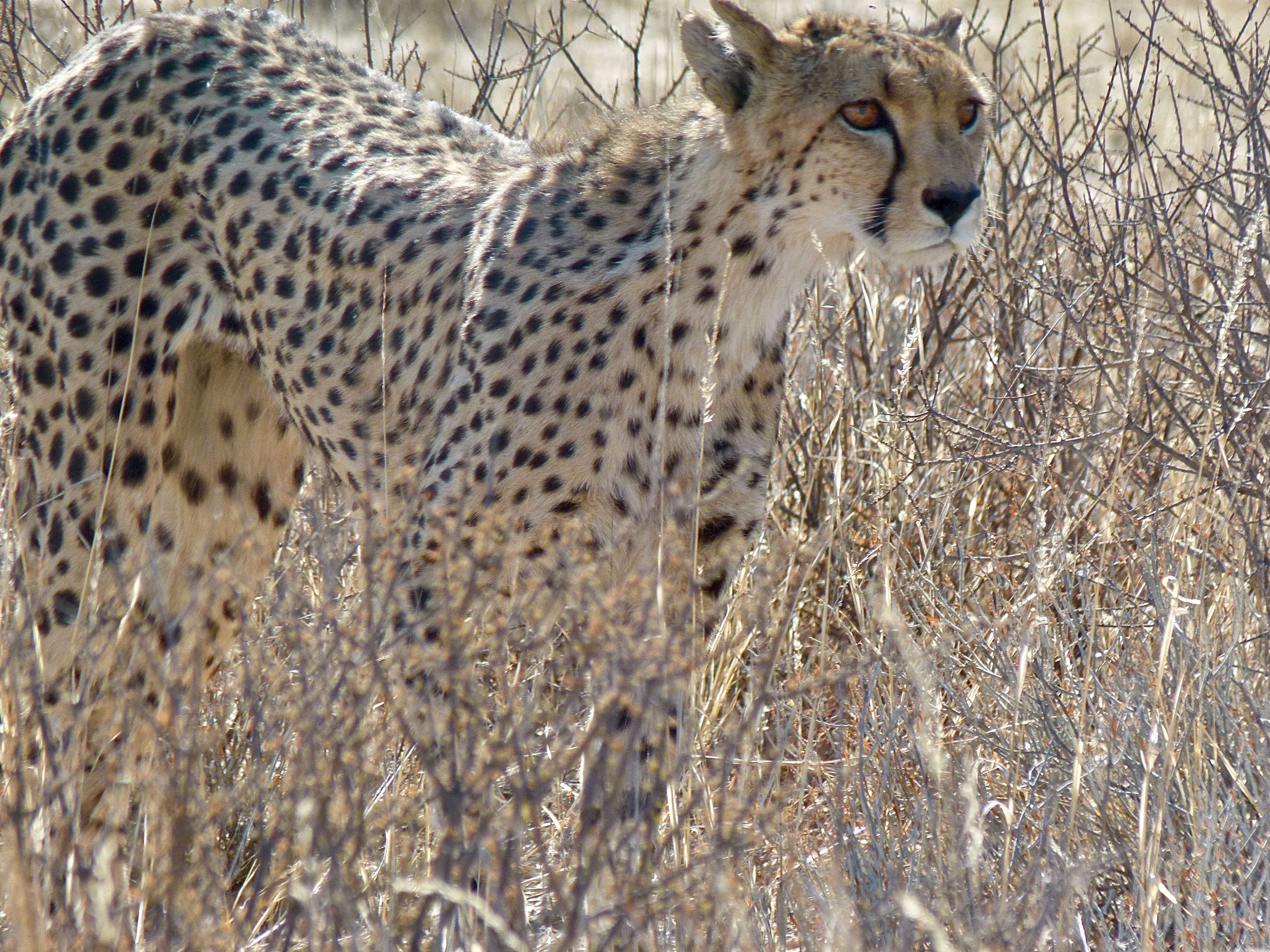 Image de Acinonyx Brookes 1828