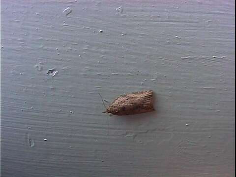 Image of Light brown apple moth