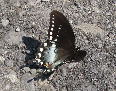 Image of Spicebush swallowtail