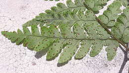 Image of triplophyllum