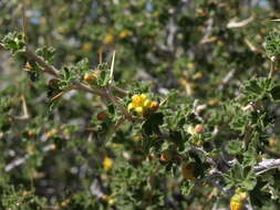 Image of desert gooseberry