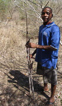 Amorphophallus maximus (Engl.) N. E. Br. resmi