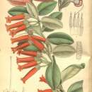 Image of Macleania insignis Mart. & Gal.