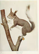 Image of Sciurus subgen. Otosciurus Nelson 1899